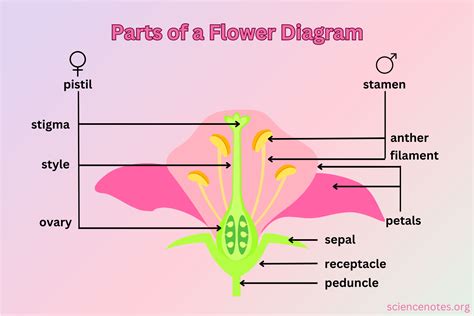 flower parts ppt|female parts of the flower.